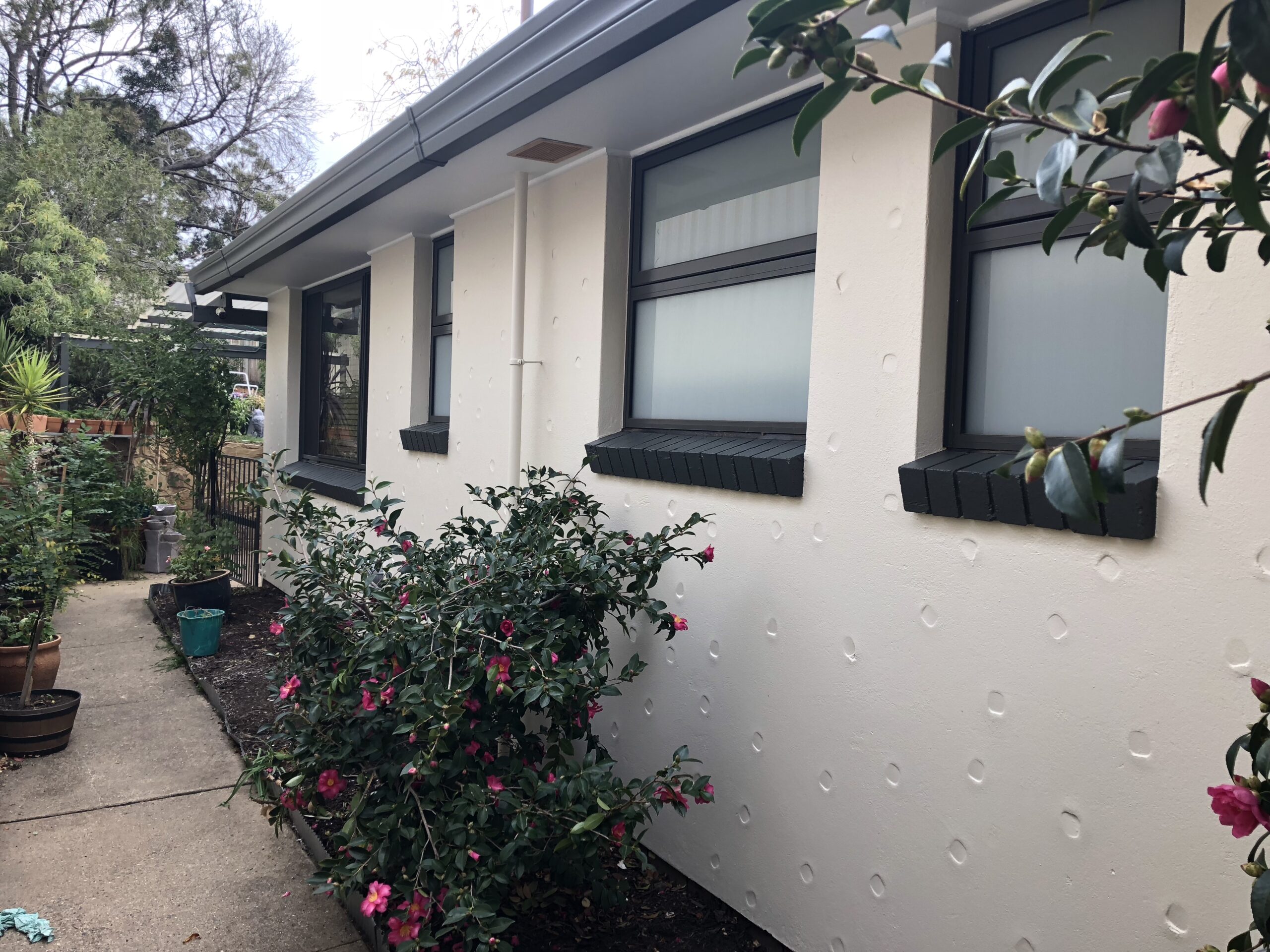 Exterior view of a freshly painted home in Kambah, featuring a light-coloured wall with dark window frames, surrounded by vibrant flowering shrubs and greenery, illustrating C&C Painting Group's exterior home repainting services.